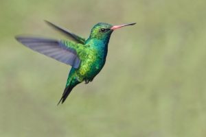 la leyenda del colibri
