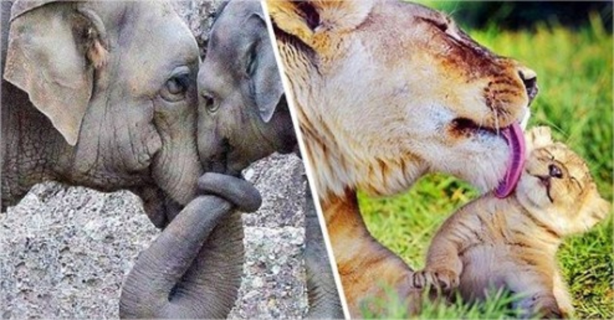 19 Fotografías Del Reino Animal Que Muestran El Inmenso Amor Materno